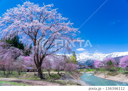 【春素材】白馬村の春 大出の吊橋【長野県】 【春素材】白馬村の春 大出の吊橋【長野県】 136396112