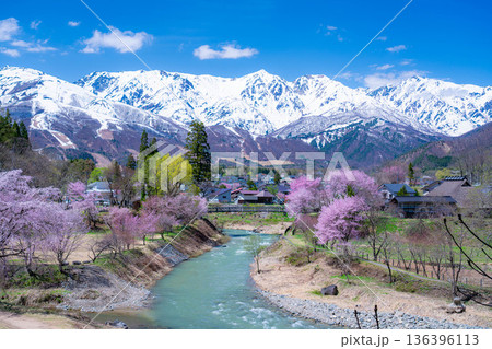 【春素材】白馬村の春 大出の吊橋【長野県】 【春素材】白馬村の春 大出の吊橋【長野県】 136396113