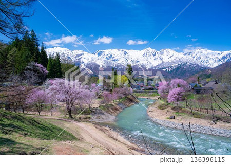 【春素材】白馬村の春　大出の吊橋【長野県】 136396115