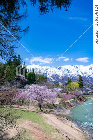 【春素材】白馬村の春 大出の吊橋【長野県】 【春素材】白馬村の春 大出の吊橋【長野県】 136396124