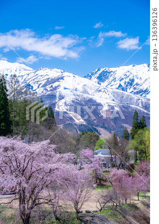 【春素材】白馬村の春　大出の吊橋【長野県】 136396126