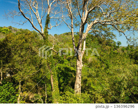 Aerial view Drone camera top view rainforest trees ecology with healthy environment concept and summer background,Green environment background 136396296