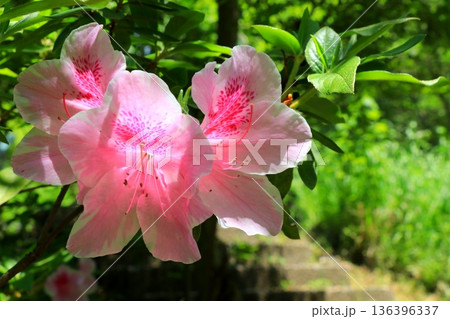 光を浴びるツツジの花 光を浴びるツツジの花 136396337