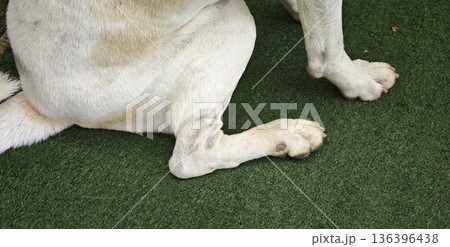 A white dog's leg is sitting on the floor. A white dog's leg is sitting on the floor. 136396438
