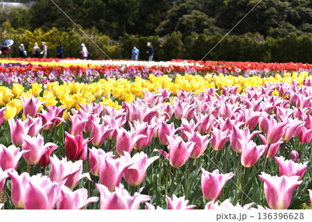チューリップの花 136396628