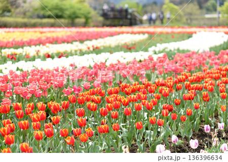 チューリップの花 136396634