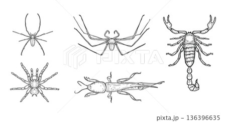 Set of black and white sketch style vector insects and arachnids. Spiders, mole cricket and a scorpion outline illustrations hand painted. Scary insects for Halloween. Dangerous bugs drawing. 136396635