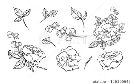 Hand drawing black white vector set of rose with leaves and branch. Peony and eucalyptus line art contour elements for beauty makeup logo design or wedding invitation. Floral contour clipart. Hand drawing black white vector set of rose with leaves and branch. Peony and eucalyptus line art contour elements for beauty makeup logo design or wedding invitation. Floral contour clipart. 136396645