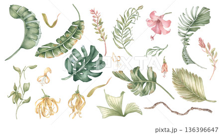 Watercolor tropical plant collection isolated on white. Exotic leaves, palm fronds, flower, branch set for summer vacation and hawaii style. Botanical elements clipart for design. Monstera hand drawn. 136396647