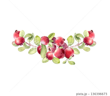 Lingonberry branch watercolor garland, semicircle border design isolated. Natural berry frame element for invitation card, summer, harvest design. Scandinavian superfood in half wreath hand drawn. 136396673