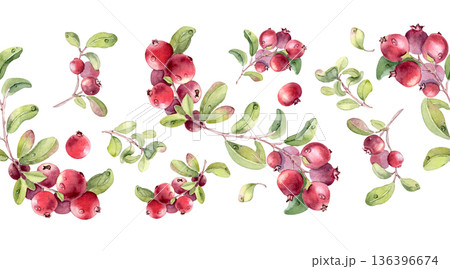Seamless border fresh lingonberry or cranberry plants watercolor isolated on white. Branches with red berries and green leaves hand painted. Botanical drawing for food and drink design element. 136396674