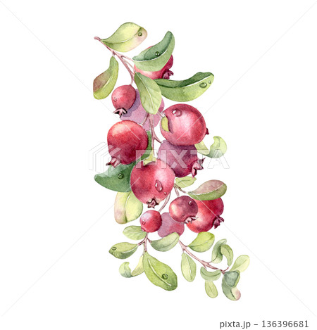 Watercolor illustration of a lingonberry isolated on white background. Vibrant branch with red berries and green leaves hand drawn. Botanical art for product packaging, textile print or greeting card. Watercolor illustration of a lingonberry isolated on white background. Vibrant branch with red berries and green leaves hand drawn. Botanical art for product packaging, textile print or greeting card. 136396681