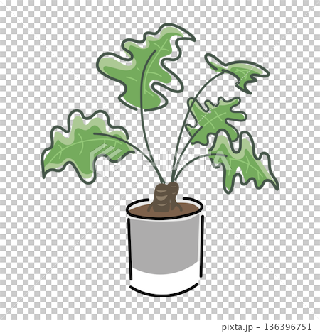 Houseplant (Kookaburra) Houseplant (Kookaburra) 136396751