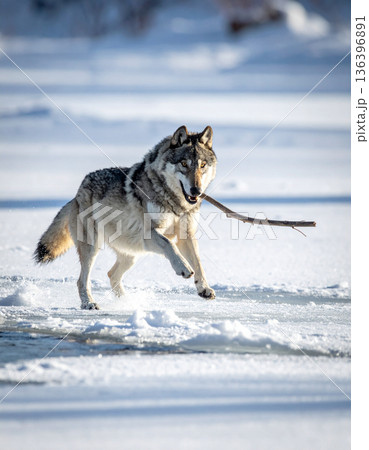 A majestic gray wolf loses its dignity while sliding ungracefully across a frozen river chasing a stick. A majestic gray wolf loses its dignity while sliding ungracefully across a frozen river chasing a stick. 136396891