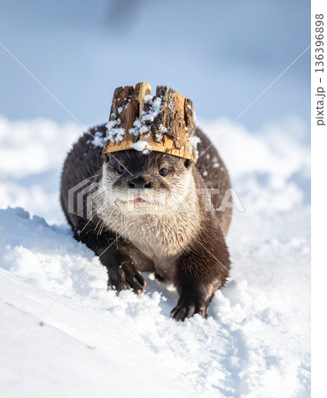 A playful river otter wears a makeshift helmet of bark while sliding down a snowy embankment. A playful river otter wears a makeshift helmet of bark while sliding down a snowy embankment. 136396898
