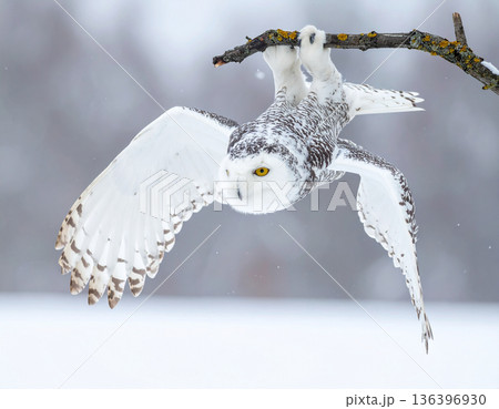 A snowy owl hangs upside down from a branch looking completely confused by the snowy world below. 136396930
