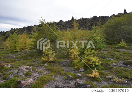 群馬県浅間山　スカイロックトレイルの吾妻火砕流上を通過中の景色　2025年10月18日 136397010