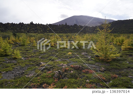 群馬県浅間山　スカイロックトレイルの吾妻火砕流上を通過中の景色　背景に浅間山2025年10月18日 136397014