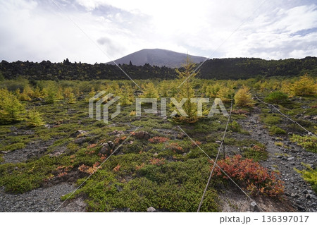群馬県浅間山　スカイロックトレイルの吾妻火砕流上を通過中の景色　背景に浅間山2025年10月18日 136397017
