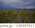 群馬県浅間山　スカイロックトレイルの吾妻火砕流上を通過中の景色　2025年10月18日 136397021