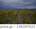 群馬県浅間山　スカイロックトレイルの吾妻火砕流上を通過中の景色　2025年10月18日 136397022