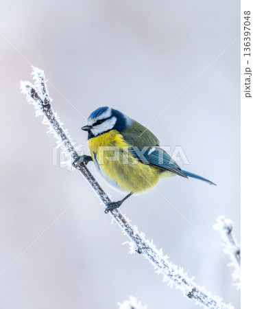A tiny blue tit bird with puffed feathers shivers dramatically on a frost covered tree branch. 136397048