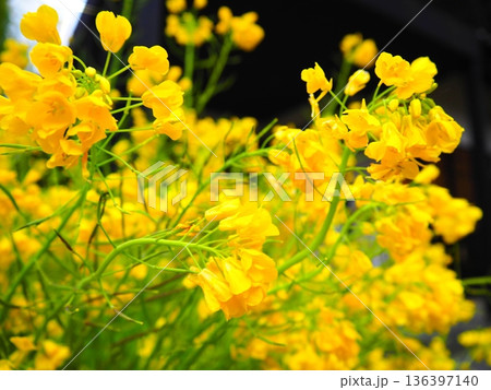 春の訪れを告げる花 136397140