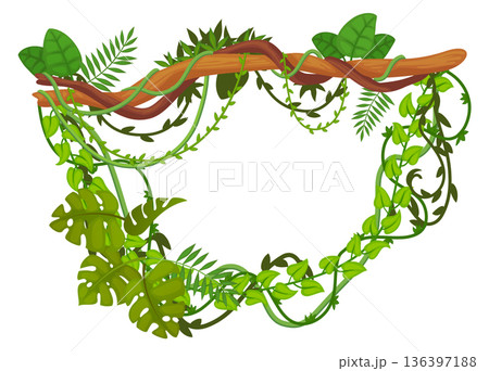 Hanging green creeper from jungle tree branch frame Hanging green creeper from jungle tree branch frame 136397188