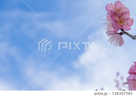 青空に映えるピンクの梅の花 青空に映えるピンクの梅の花 136397365