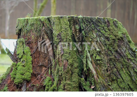 静かな森の中に佇む苔むした切り株 136397605