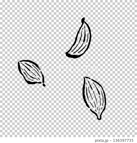 荳蔻莢和種子的單色素描 136397735