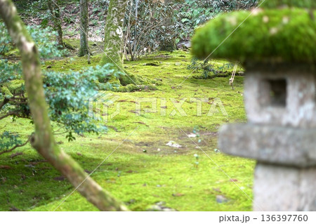 石灯籠と苔が美しい静寂な日本庭園 石灯籠と苔が美しい静寂な日本庭園 136397760