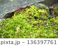 柔らかな光に包まれた苔のカーペット 136397761