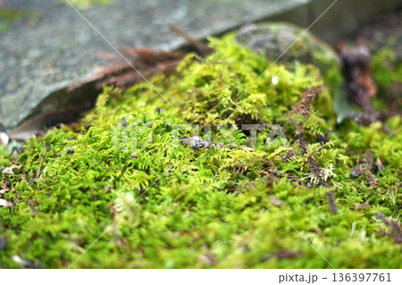 柔らかな光に包まれた苔のカーペット 136397761