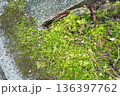 濡れた石段に自生する鮮やかな苔 136397762