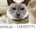 カメラを見つめるシャム猫のアップ 136397771