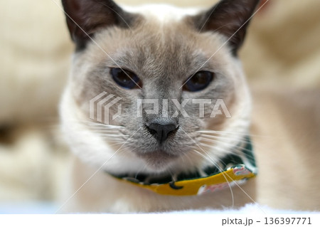 カメラを見つめるシャム猫のアップ 136397771