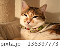 毛布の上で目を細める可愛い三毛猫 136397773