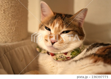 毛布の上で目を細める可愛い三毛猫 毛布の上で目を細める可愛い三毛猫 136397773