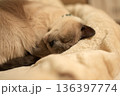 ふかふかのベッドで深く眠るシャム猫 136397774