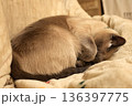 前足で顔を隠して丸まって眠る猫 136397775