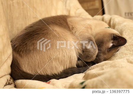 前足で顔を隠して丸まって眠る猫 136397775
