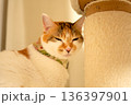 爪とぎ棒に頭をもたれて休む三毛猫 136397901