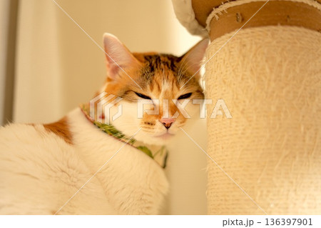 爪とぎ棒に頭をもたれて休む三毛猫 136397901