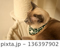 緑のバンダナを巻いたシャム猫の横顔 136397902