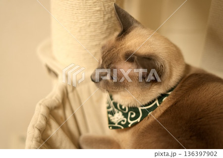 緑のバンダナを巻いたシャム猫の横顔 136397902