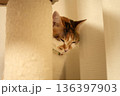 物陰に隠れてこちらを伺う恥ずかしがり屋な猫 136397903