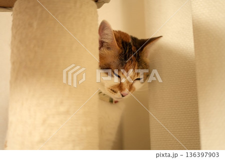 物陰に隠れてこちらを伺う恥ずかしがり屋な猫 物陰に隠れてこちらを伺う恥ずかしがり屋な猫 136397903