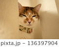 隙間からこちらを覗き見る三毛猫 136397904
