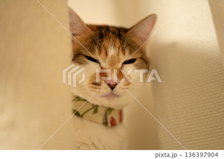 隙間からこちらを覗き見る三毛猫 隙間からこちらを覗き見る三毛猫 136397904
